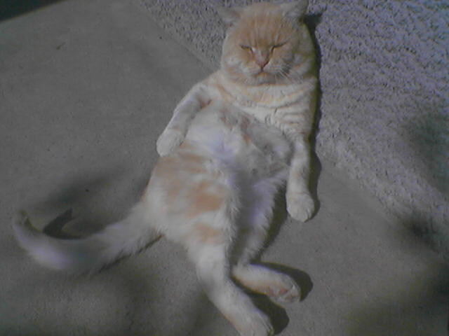 2007-02-17 16:54:50: сцуко-кот =)