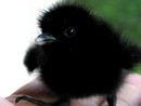 Галчонок :) (2007-02-22 14:31:43)