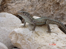 КаррбаФос:  | 2007-02-22 15:11:19