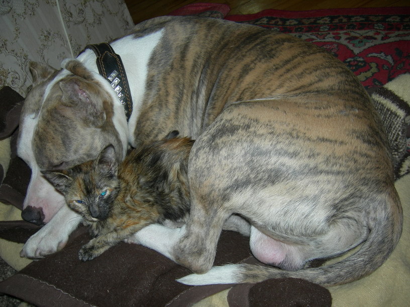 2007-02-23 03:24:03: Кошка и Банги
