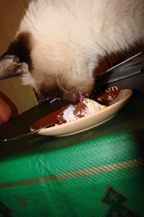 2007-02-26 00:42:42: Вот так у меня из-под носа воруют еду, а иногда даже прямо на моем месте ее едят, хотя я сижу рядом...