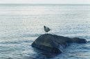Angelochek:  | 2007-03-01 03:35:12