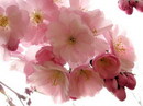 цветочки... (2007-03-02 20:51:27)