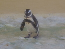 Veselaja:  | 2007-03-07 13:50:51