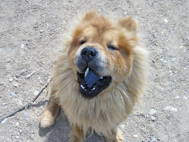2007-03-15 18:38:29: собака