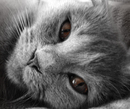 Кошак отдыхает.. (2007-03-16 14:58:00)