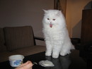 Мой  любимейшей кошка))) (2007-04-09 12:39:59)