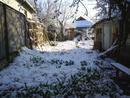 LIONV: тюльпаны под снегом | 2007-04-12 19:11:28