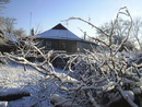 LIONV: снег в ветвях | 2007-04-12 19:11:31