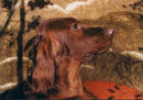 Моя собака Фил (2007-04-15 12:08:21)