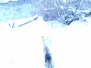 Лев катается по ледяной горке. Мос зоопарк (2007-03-29 00:19:58)