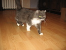 домашняя кошка Машка (2007-06-18 11:00:52)