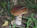 Slivun:  | 2007-09-10 18:22:22