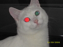 solomon5: Это мой самый любимый кот .Зовут его степа.Он глухой и разноглазый.Потому-что он альбинос | 2007-09-22 22:00:45