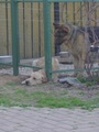 Cit_rus: Свободо любивый пес) | 2007-10-05 13:43:50