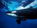 Killer Whale:  | 2007-12-27 12:31:04