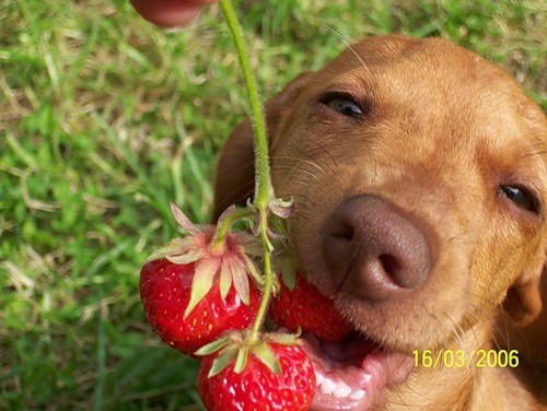 2008-01-11 22:25:44: собака 2