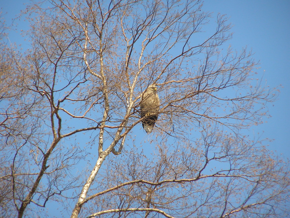 2008-02-05 02:42:17: Вот такие птички встречаются у нас в городке