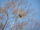 Вот такие птички встречаются у нас в городке (2008-02-05 02:42:17)