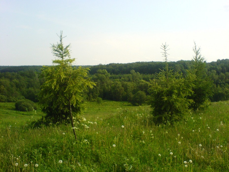 2008-06-14 00:38:37: Москва, парк Царицыно