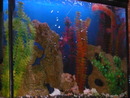 Это конечно же дедушкин аквариум, но мню он тож нравица))) (2008-08-22 23:09:42)