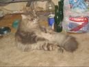Baby Nastya: Это мой кот когда я жыла в комуналке =) | 2008-10-12 06:43:07