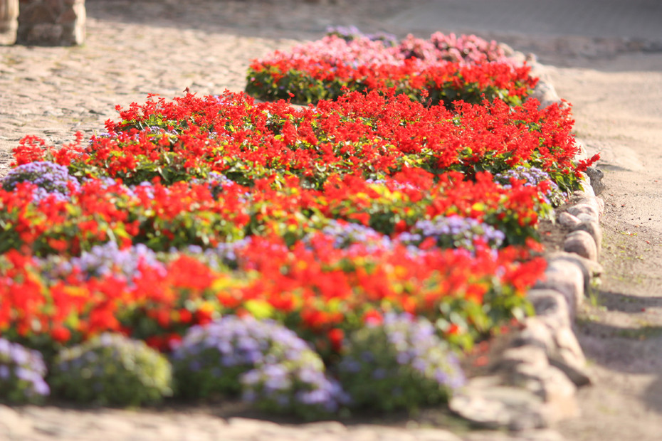 2008-10-12 23:28:41: flowers flowers lots of flowers! 8)))))