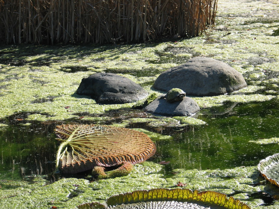 2008-10-18 04:42:15: Сад занимает около 52- акра земли