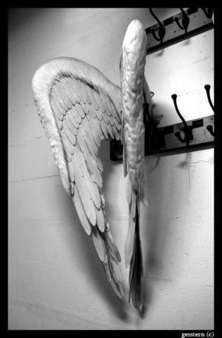 2008-10-29 20:12:54: Я сущий ангел, только крылья в стирке, а нимб на подзарядке)..