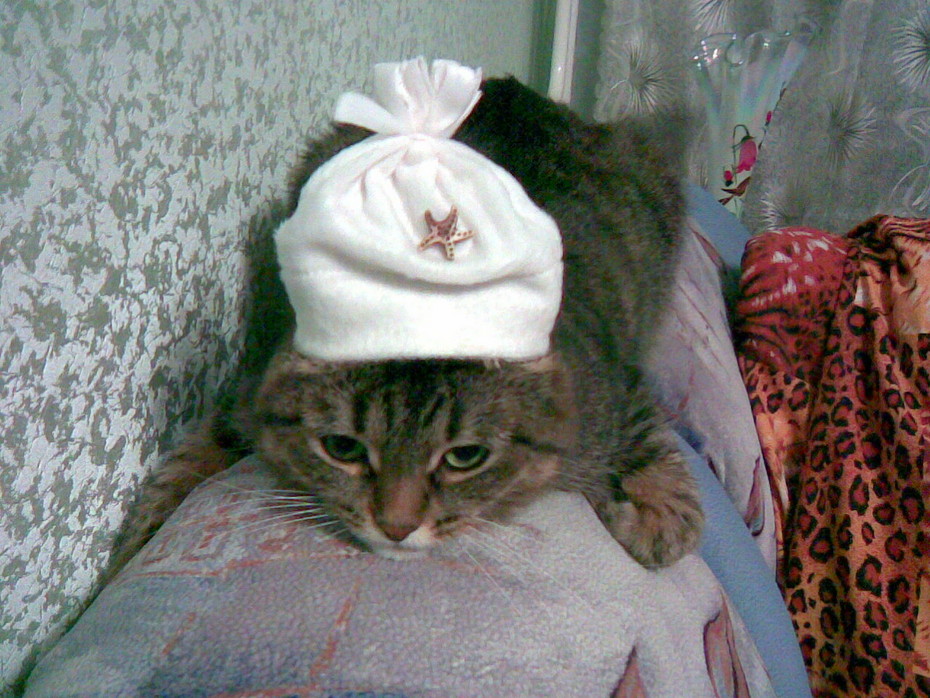 2008-11-05 19:07:31: наша кошка Даша