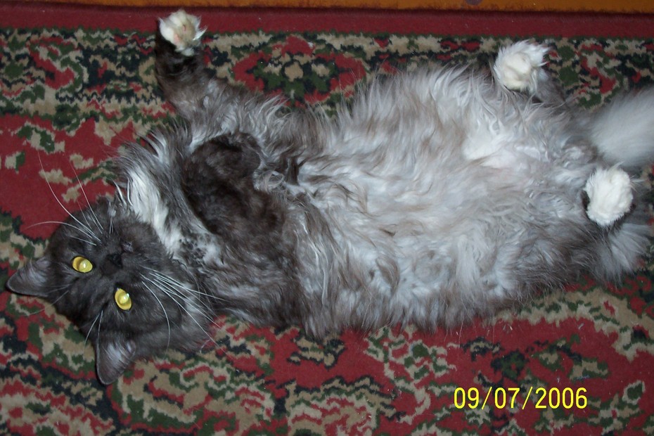 2008-12-17 13:08:36: Вечная память моему коту Фугасику, который потерялся в деревне