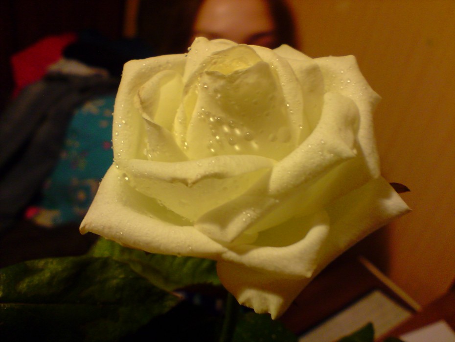 2009-02-23 00:34:29: роза