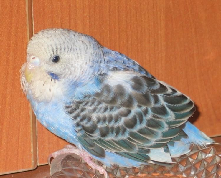 2009-03-09 10:48:32: Азриель