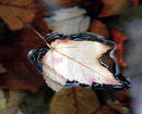  (2009-03-28 16:44:35)