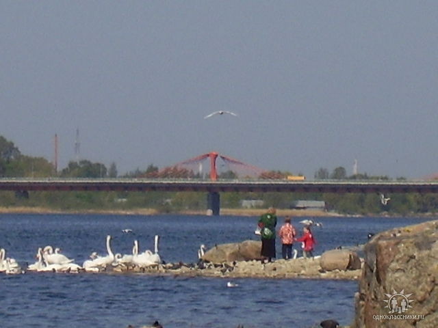 2009-05-31 12:06:04: лебеди у Даугавы 500м от дома