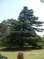 Кедр (2009-07-27 17:27:09)