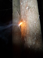 бенгальский огонь облитый розжигом. горит тока розжиг. (2009-08-03 01:42:45)