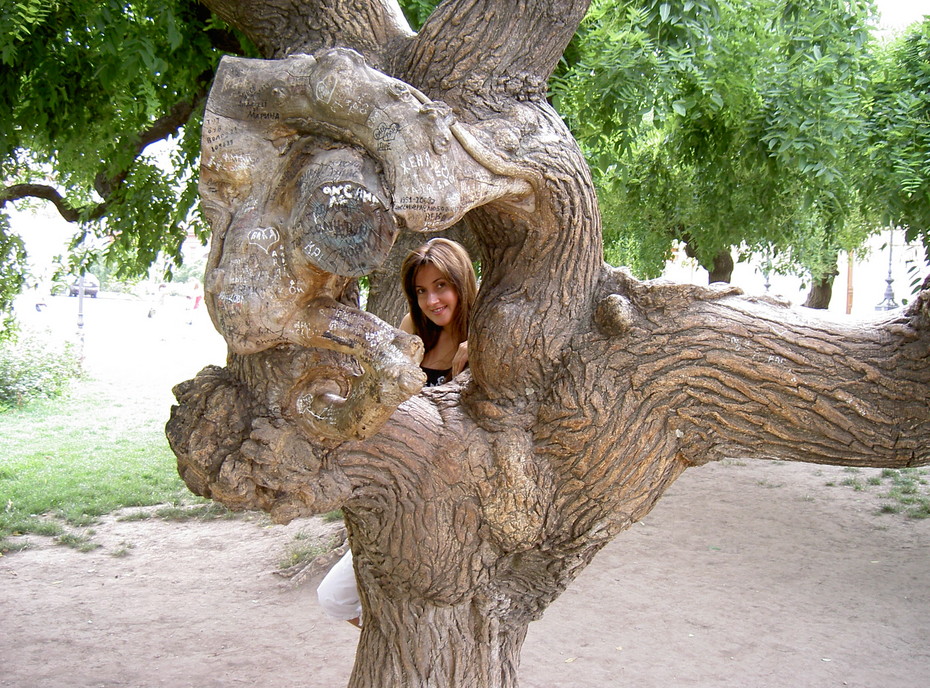 2009-08-04 16:16:26: чудо-дерево!