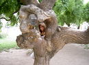 Kalatera: чудо-дерево! | 2009-08-04 16:16:26