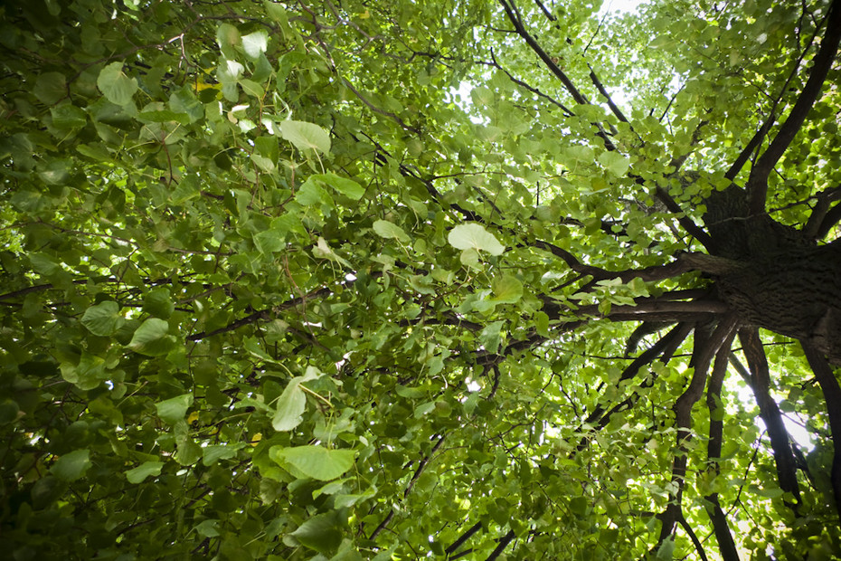 2009-08-07 23:14:58: это дерево уберегло от дождика)