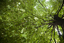это дерево уберегло от дождика) (2009-08-07 23:14:58)