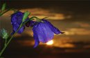 Nelli: Еще один...:) | 2010-05-14 18:09:04