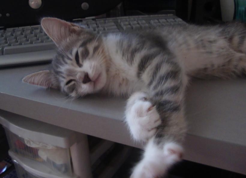 2010-06-24 21:39:36: Пополнение в семействе.... Знакомьтесь :)) Котенок Коди  (Codi)