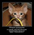 Ксения55: котэ=D | 2010-10-10 17:31:12