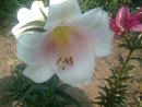 цветочки (2010-10-17 19:48:33)