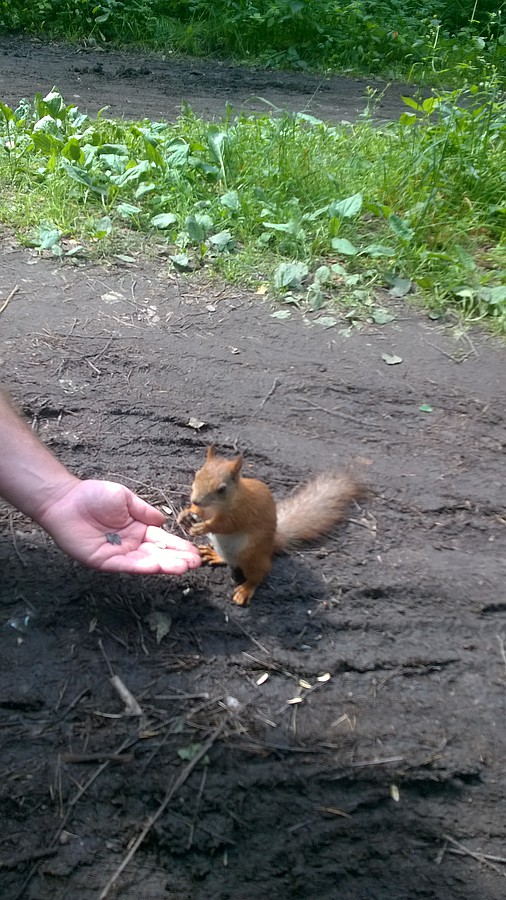 2017-07-05 20:51:33: Мой бесстрашный муж кормит лесного зверя с руки!))