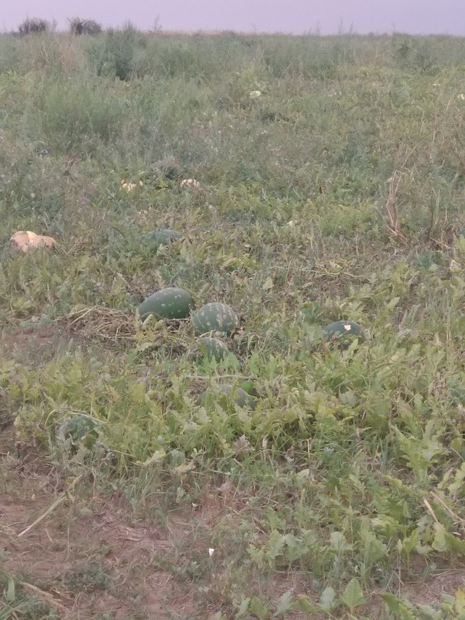 2018-09-02 13:49:11: Бахчи Краснодара,целые поля арбузов