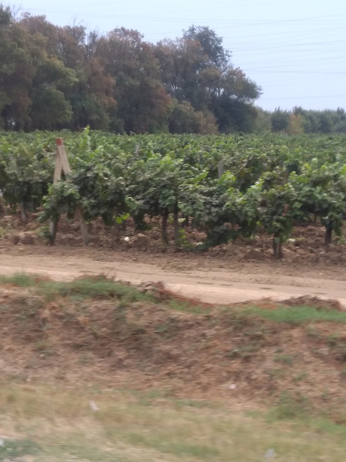 2018-09-03 16:36:22: Виноград в Краснодаре растёт целыми полями,но его просто так не сорвать,охраняют))