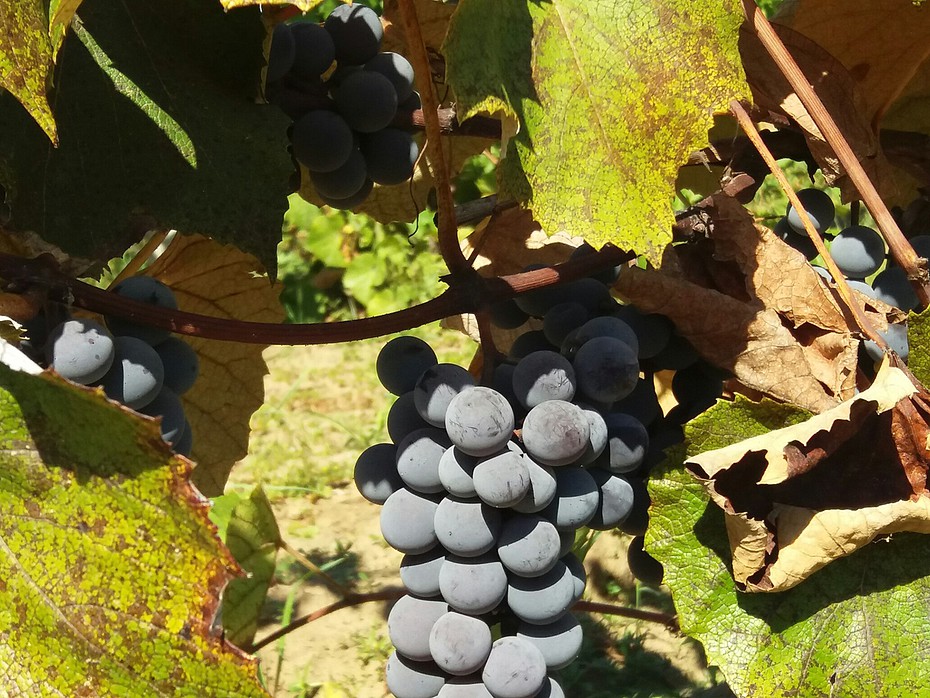 2018-10-22 08:56:24: Самый вкусный на свете виноград-это виноград выращенный в Крыму))