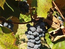 Самый вкусный на свете виноград-это виноград выращенный в Крыму)) (2018-10-22 08:56:24)